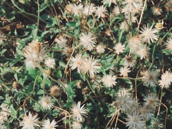 High angle view of white flowering plants on field