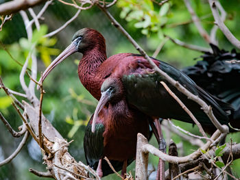 Close-up of bird perching on branch