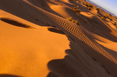 Shadow of tree on sand dune