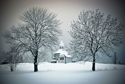 Bare trees on snow covered landscape