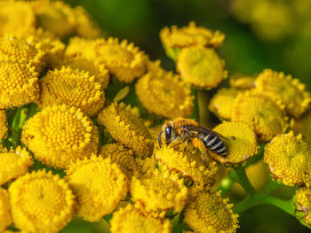 Close-up of insect on yellow flower