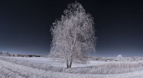 View of tree on field against sky at night