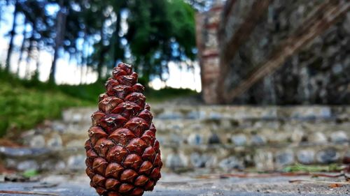 Close-up of pine cone on tree