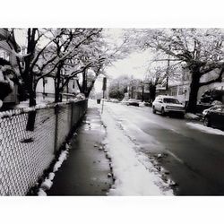 Road passing through bare trees