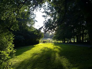 Trees growing on landscape