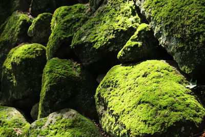 Moss on rocks