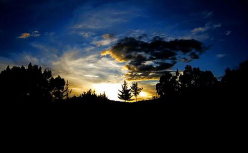 Silhouette of trees at sunset