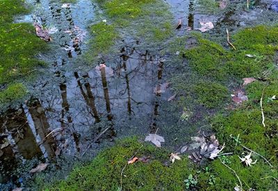 Plants growing in pond