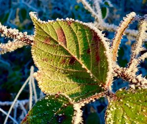 Close-up of frozen leaves