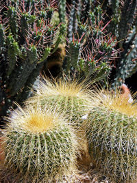 Close-up of cactus