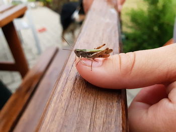 Close-up of hand holding small leaf