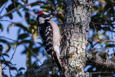 Low angle view of bird perching on tree
