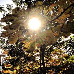 Sun shining through trees