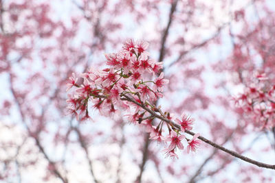 Low angle view of pink cherry blossom