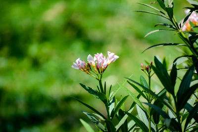 Close-up of pink flowering plant