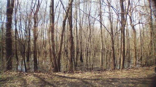 Bare trees in forest