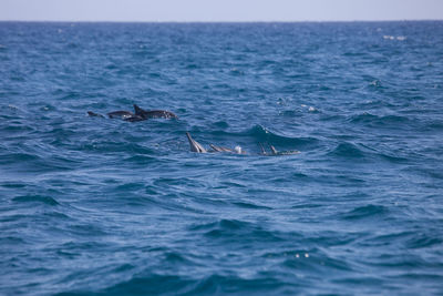 View of whale swimming in sea