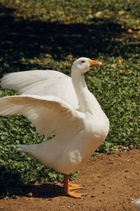 Geese on field