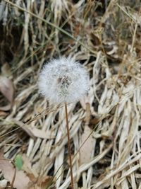 Close-up of dandelion on field