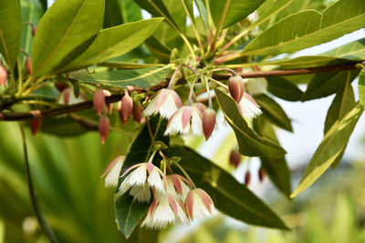 Close-up of white flowering plant
