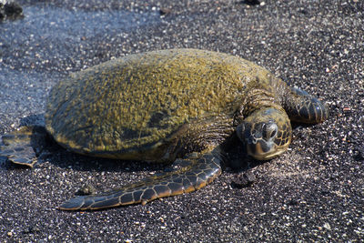 Close-up of turtle on beach