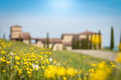 Country house with flower meadows, driveway with cypresses. spring in the countryside yellow flowers