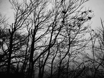 Low angle view of silhouette bare trees against sky