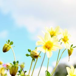 Close-up of yellow flower