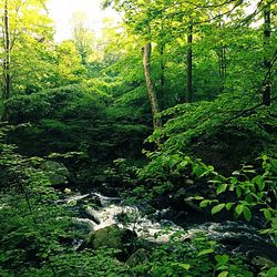 Plants and trees in forest