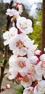 Close-up of white cherry blossom tree