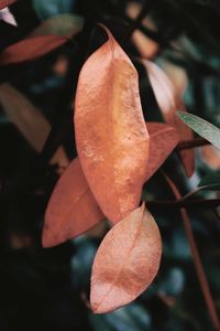 Close-up of dry maple leaves on tree