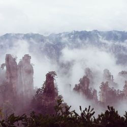 Low angle view of trees on mountain