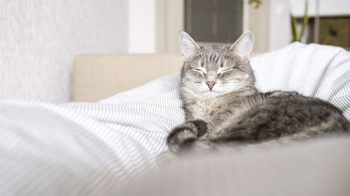 domestic animals