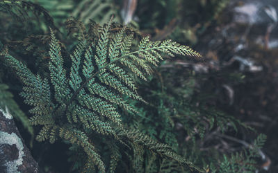 Close-up of pine tree