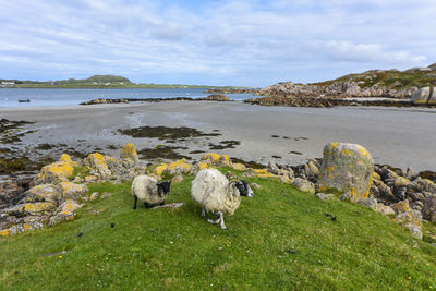 Sheep in a sea