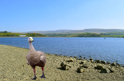 View of birds on beach against blue sky