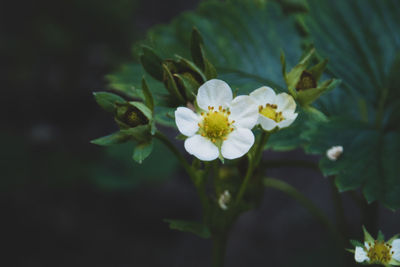 Close-up of white flowering plant