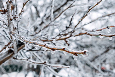 Freezing rain, icing hazards. frozen tree branch in winter city. icy tree branches close-up. icing