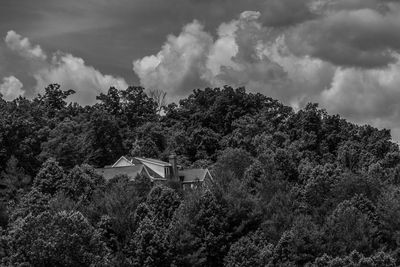 Trees against sky