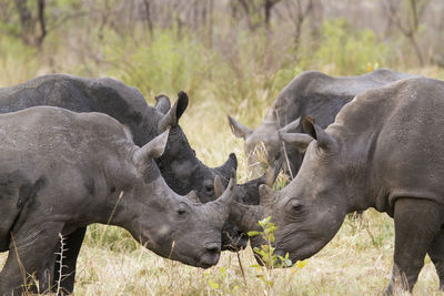 Rhinoceros standing on field against sky