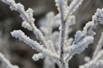 Close-up of frozen plant