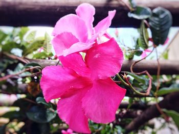 Close-up of pink flower