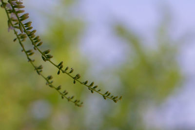 Low angle view of plant against sky