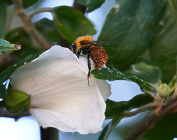 Close-up of insect on flower
