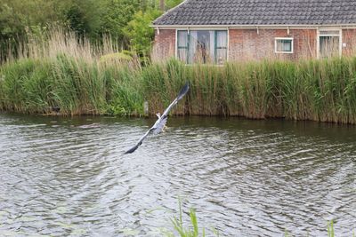 Bird in a river