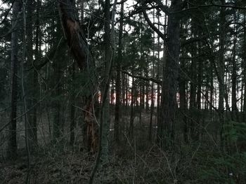 Trees in forest