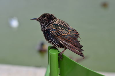 Close-up of bird perching on leaf