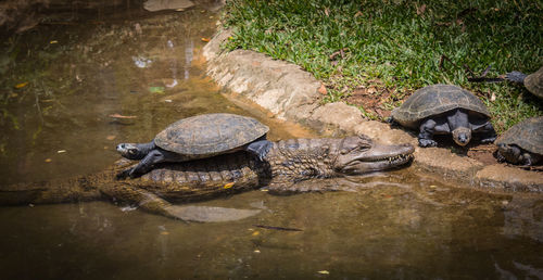 Turtle in water