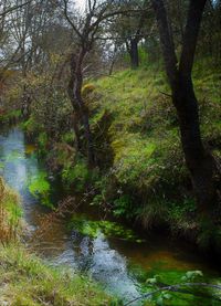 River amidst trees in forest