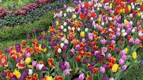 Close-up of purple crocus flowers